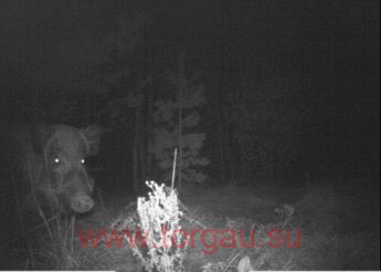 Фотоловушка SG370V