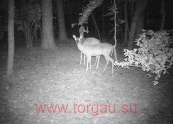 Фотоловушка SG370V